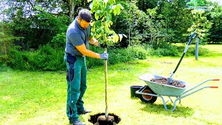 🌳 BAUM RICHTIG PFLANZEN: PFLANZLOCH, PFAHLANBINDUNG, STAMMSCHUTZ, WALLNUSS BÄUMCHEN DETAIL-PFLANZUNG