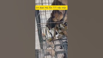 Ân huệ cuối cùng giành cho em dù em đã nhiều lần phạm lỗi #doglover