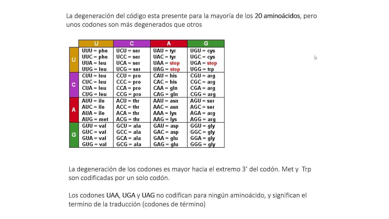 Arn Code Sample 1 El ARN y el Código genético - YouTube
