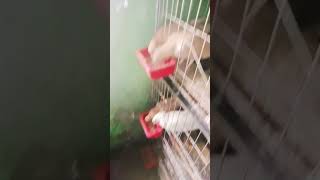 কবুতরের নেশা kobutar pigeonvideo pigeon ytshorts pigeonshorts najpigeonlover p