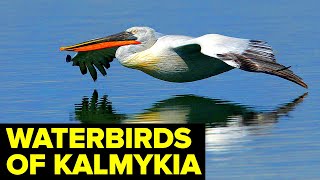 WATER Birds Of The Kalmyk Steppe // Astrakhan, Russia