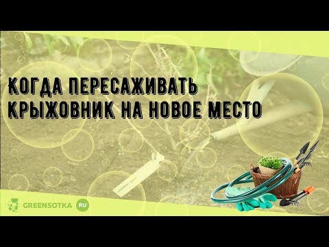 Когда пересаживать крыжовник на новое место