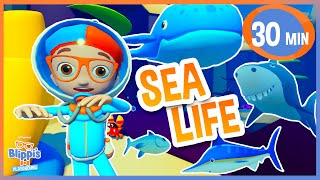 Blippi Roblox: Sea Friend Search Adventure! | Educational Videos for Kids