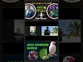 Java care, java breeding, Fawn Java , Java Sparrow , Java Finch , White Java , Silver Java
