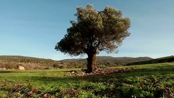 القارئ سلمان العتيبي _ تلاوة جميلة سورة النور {اللَّهُ نورُ السَّماواتِ وَالأَرضِ}