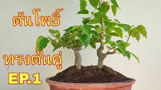 บอนไซต้นโพธิ์ทรงต้นคู่EP.1 ลายศิลป์Bonsai