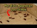 SINGIFICADO EMOCIONAL por el que APARECEN los GRILLOS en el HOGAR 🦗 Las PLAGAS y la CASA ENFERMA