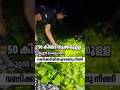 വണ്ടിക്കടിയിലൂടെ കൂറ്റൻ പേരുംപാമ്പ് | #facts #news #latestnews #kerala #malayalam