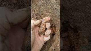 Mining Amethyst Scepters In Hiddenite North Carolina Searching 4 Emerald