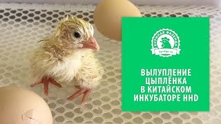 Вылупление цыплёнка в китайском инкубаторе. Как рождается цыплёнок? Инкубация куриных яиц.