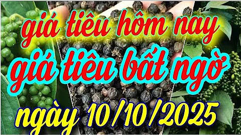 giá tiêu hôm nay ngày 10/10/2025