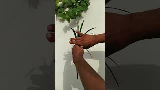 Umbrella palm // fast rooting plant || easy to propgate plant shortvideo umbrella like