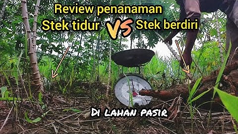 stek tidur vs stek berbiri jarak tanam sama