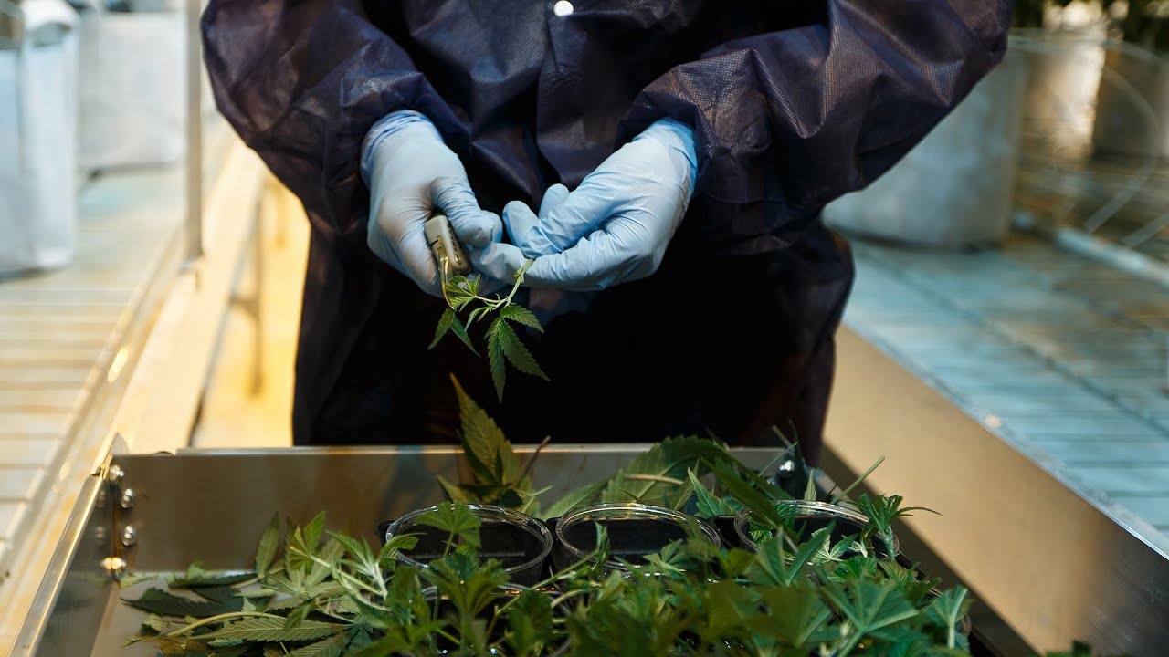 Atlas Growers focuses on the science behind medical cannabis YouTube