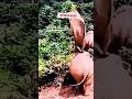 "Elephant's Blindfolded Fall! 🥰😀#ElephantFacts #AnimalBehavior #UnbelievableButTrue