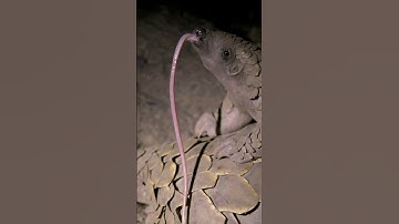 Nature’s Weirdest Tongue? Meet the Baby Pangolin
