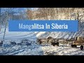 Mangalitsa Pigs in Siberia