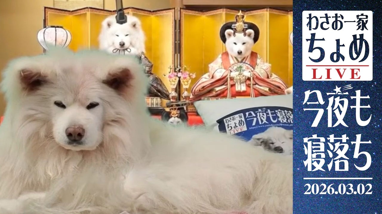 03/02 わさお一家 ちょめ  長毛秋田犬 おやすみ配信  #wasao_official