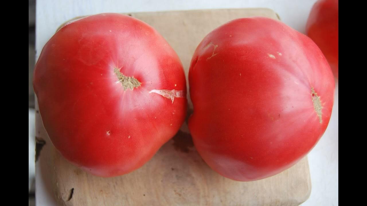 Самый лучший томат в мире 2023г.! Высокоурожайный, вкусный и сладкий ...