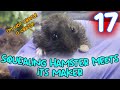 Live feeding pacman frog chomps a squealing hamster ep 17