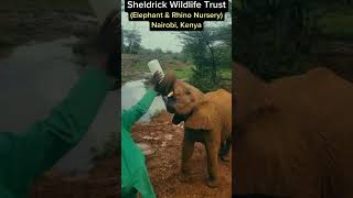 Sheldrick Wildlife Trust (Elephant & Rhino Nursery) Nairobi, Kenya #nairobi #elephants