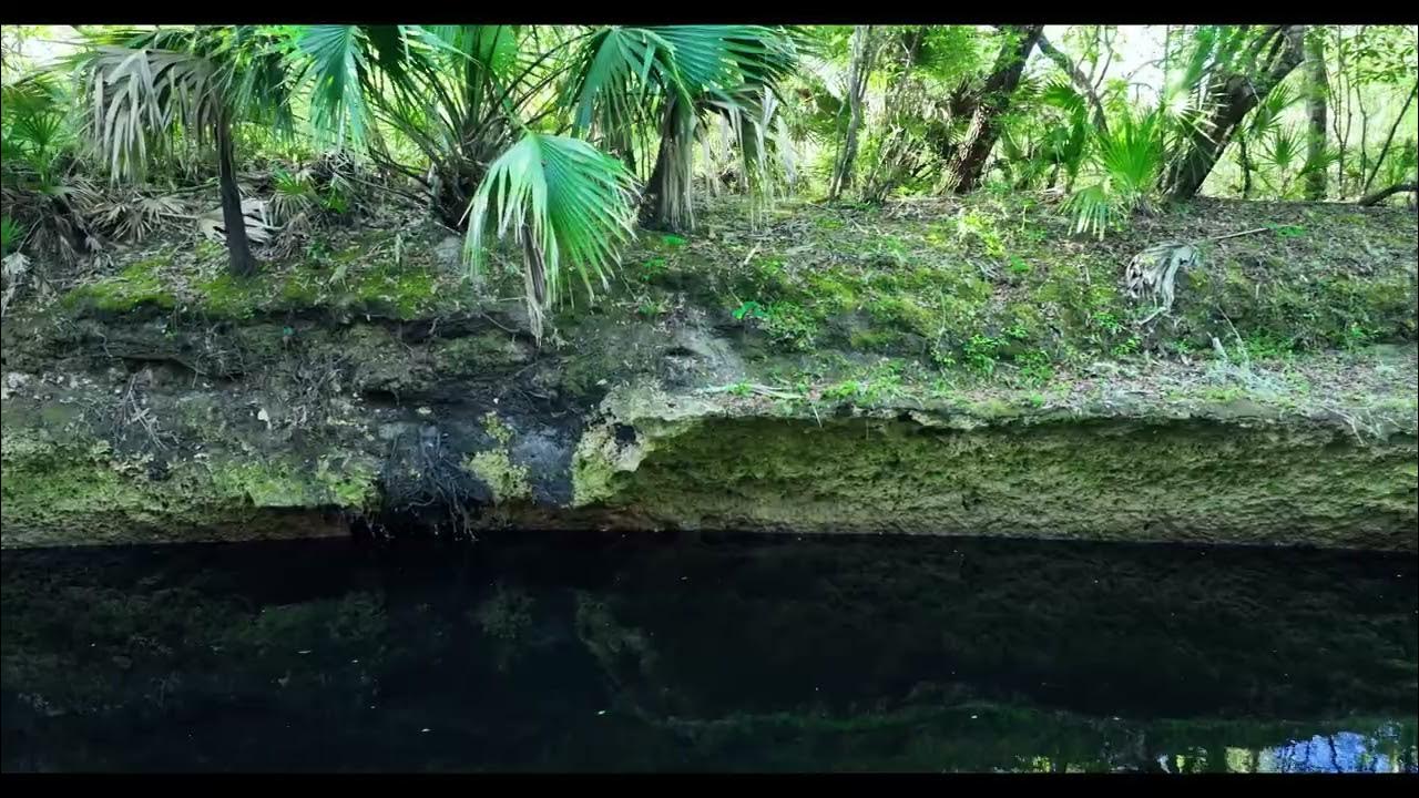 Exploring the Hidden Gems of Steinhatchee Springs Wildlife Management