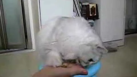 Watch the video about 070922 Chinchilla cat gives hand~~~ (1/2)