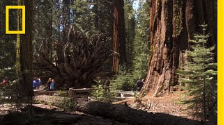 Top 5 MustSee Attractions in Yosemite | National Geographic