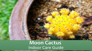 Moon Cactus Indoor Care Guide
