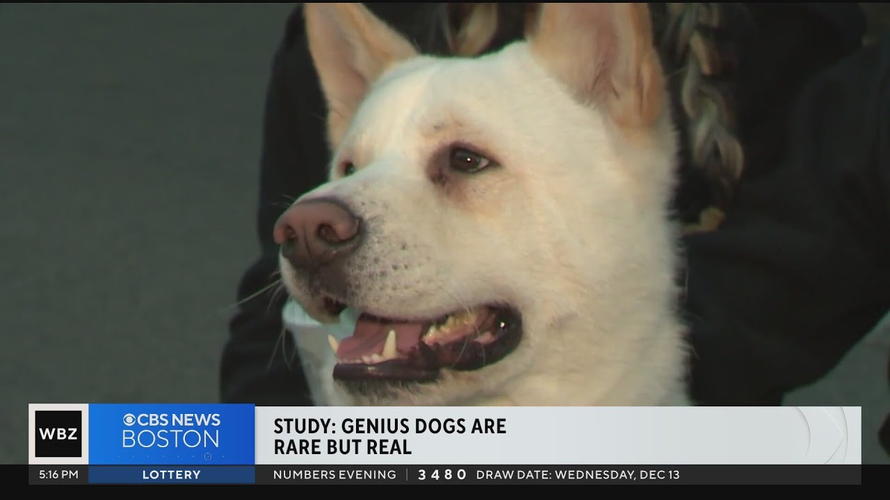 Study: Genius dogs are rare but real