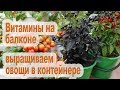 Мини-огород в квартире / 10 овощей которые можно выращивать в горшках