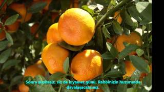 ZÜMER-(ZÜMER )-SURESİ-Mishary Alafasi (Mishary Rashid Alafasy)