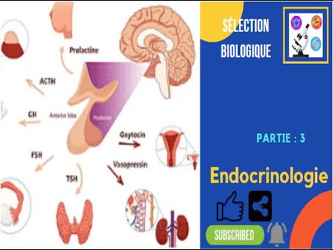 Dérnier partie d'endocrinologie - YouTube