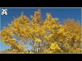 Autumn colors of booni district upper chitral