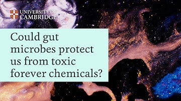 Gut microbes could protect us from toxic ‘forever chemicals’