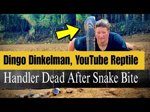Dingo Dinkelman, YouTube Reptile Handler, Dead After Snake Bite