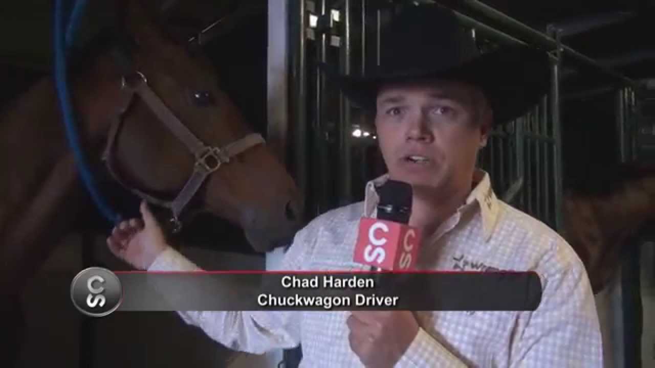 Horse breed 101 - The Thoroughbred