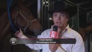 Horse Breed 101 - The Thoroughbred