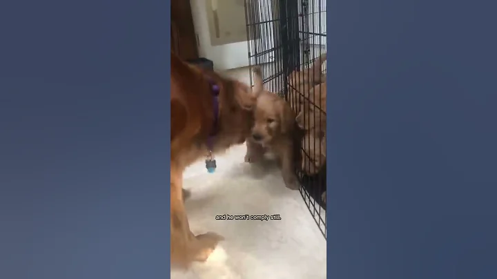 Mama dog disciplines her puppy! #puppies #goldendoodle #goldenretriever - DayDayNews