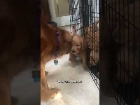 Video: Gedrag van de hond: het probleem van puppy's die te vroeg uit hun nestgenoten en moeder worden verwijderd