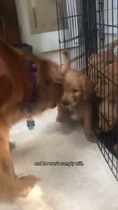 Mama dog disciplines her puppy! #puppies #goldendoodle #goldenretriever
