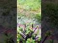 August rain #nature #rain #trending #shorts #home #greenery