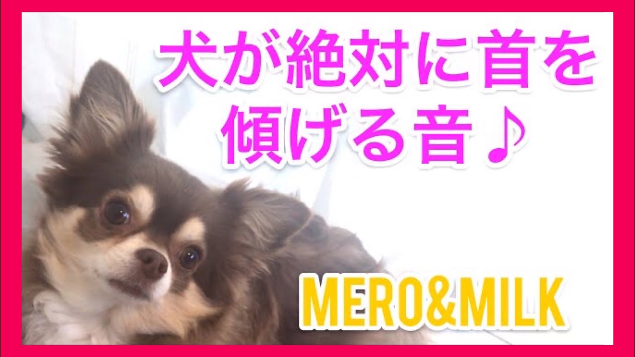 音量注意 話題の犬が首を傾げる音 に挑戦してみたよ 癒し系ペット動画 チワワ多頭飼い 犬が反応する音 Tiktok ティックトックでも流行 Youtube