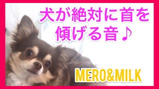 【音量注意】話題の犬が首を傾げる音に挑戦してみたよ！【癒し系ペット動画】チワワ多頭飼い、犬が反応する音、tiktok、ティックトックでも流行！