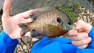 Smallest bluegill I've ever caught. Owner New Half Moon hook & tanago rig  on my Nissin Air Stage 240. : r/Tenkara