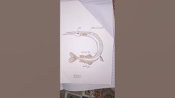 Order Beloniformes #msc #msczoology #notes