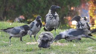 Crows eat some snacks