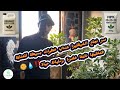 الدليل الشامل لعناية الشيفليرا 🌱 سر الخضرة والنمو السليم خطوة بخطوة 🌿💧