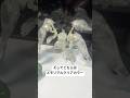 MGSDクシャトリヤ欲しい！新作ガンプラが楽しみすぎたので我が家のクシャトリヤ達を出してみた！コンバージやHGの限定メモリアルクリアもあるよ！ #gundam #gunpla