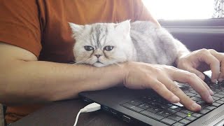 【ネコハラ】パソコンやってると邪魔しにくる猫